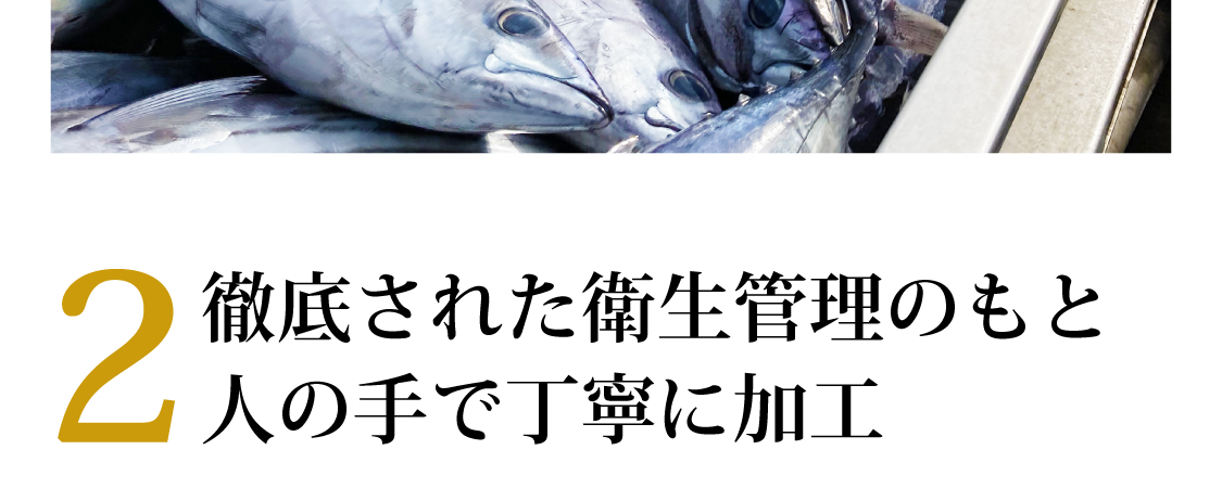 鮮かつお2026