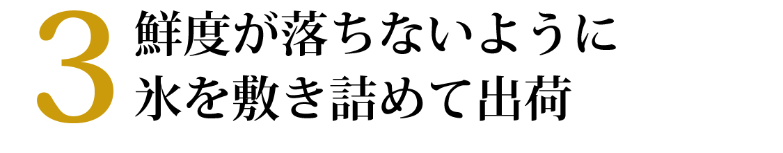 鮮かつお2026