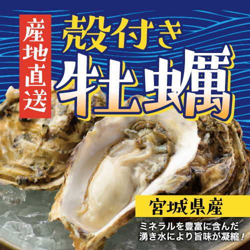 産地直送　殻付き牡蠣｜宮城県産　ミネラルを豊富に含んだ湧き水により旨味が凝縮！
