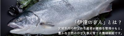 伊達のぎんとは 宮城県内の特定の生産者が厳格な管理のもと、豊かな自然の中で大事に育てた養殖銀鮭です。
