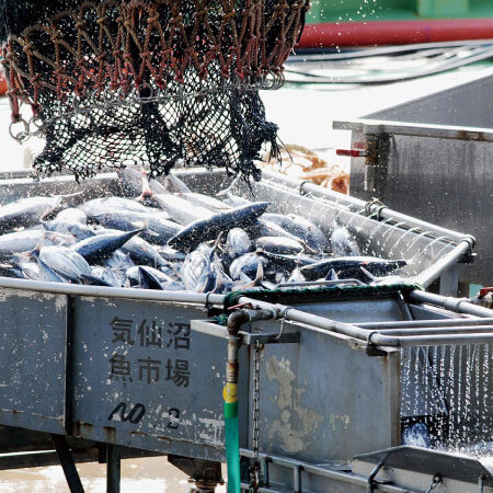 高度衛生管理を実現 気仙沼魚市場