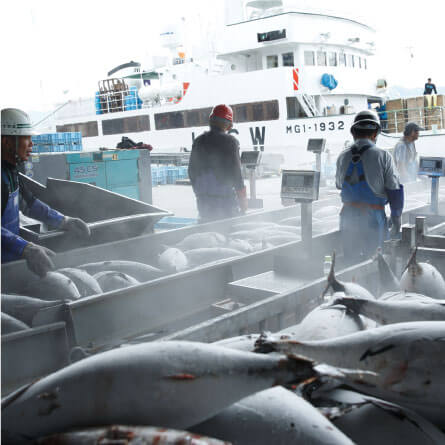 釣り上げた瞬間瞬時に冷凍 ブライン凍結