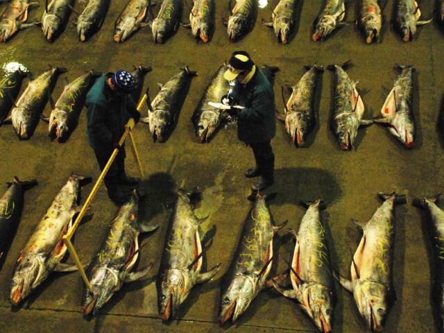 気仙沼メカジキ 冬めか