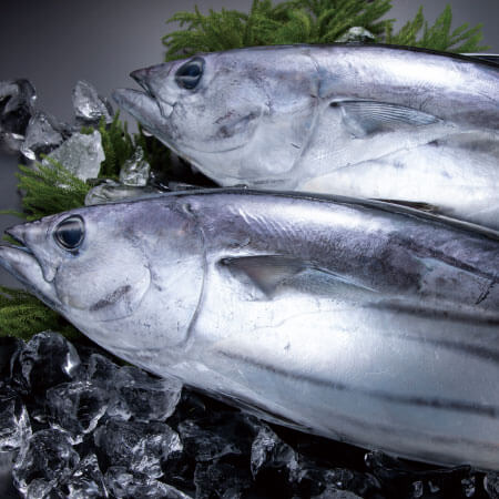 釣り上げた瞬間瞬時に冷凍 ブライン凍結