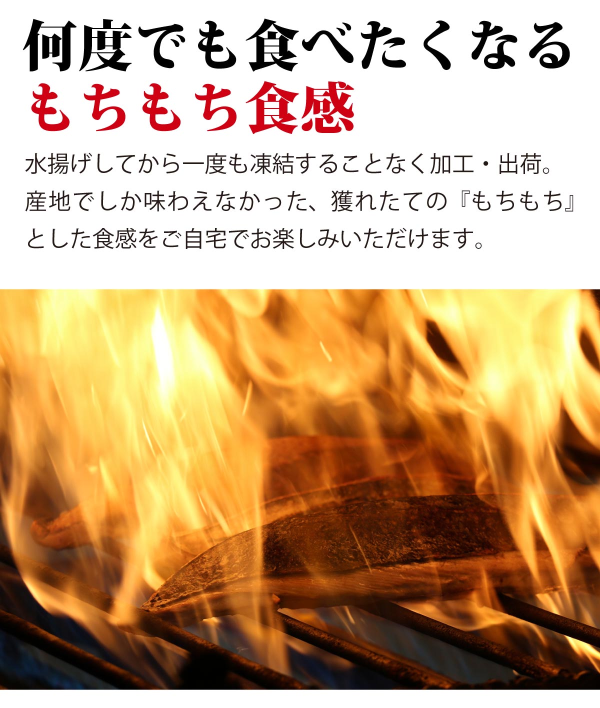 カツオレイアウト