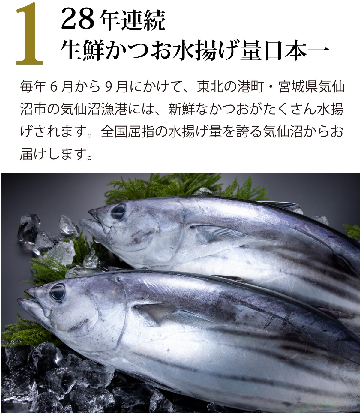 カツオレイアウト
