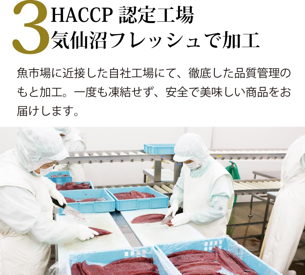 カツオレイアウト